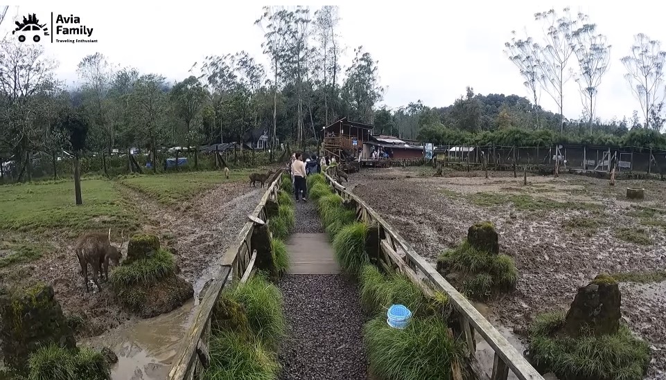 "Pemandangan hijau Ranca Upas Bandung"